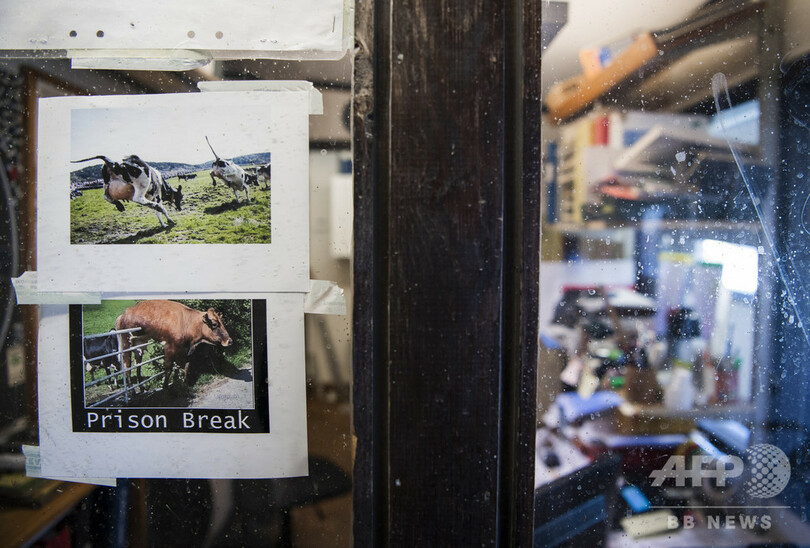 受刑者の更生に牛が一役、スウェーデンの農場刑務所