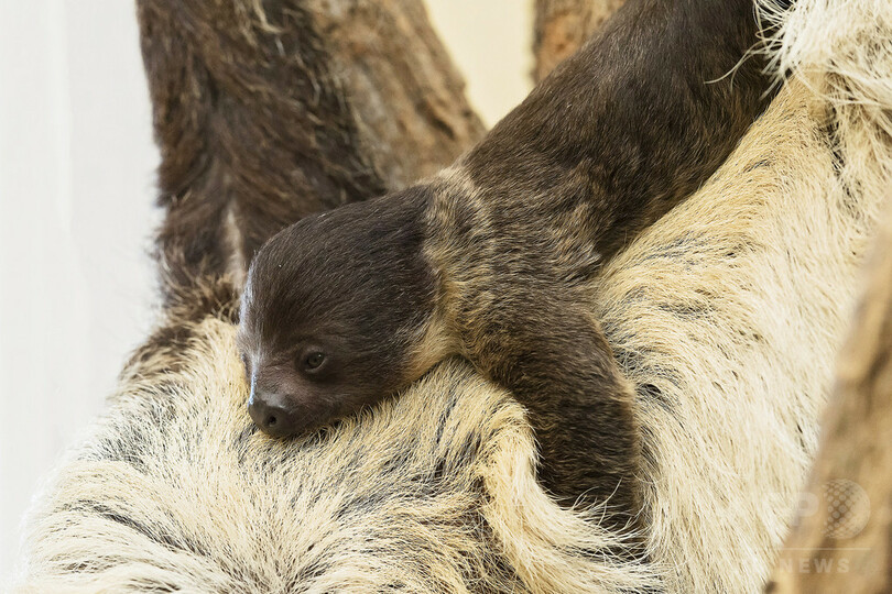 生後1か月のナマケモノの赤ちゃん、写真初公開 ウィーン