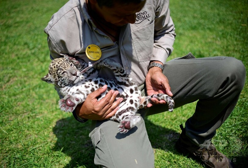 ジャガーの赤ちゃん、メキシコ野生動物園の人気者に