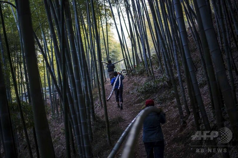 【AFP記者コラム】中国のタケノコ産地、取材してみた		