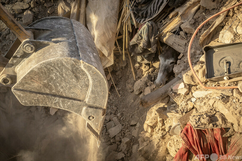 【今日の1枚】がれきに埋もれたロバを救出 モロッコ