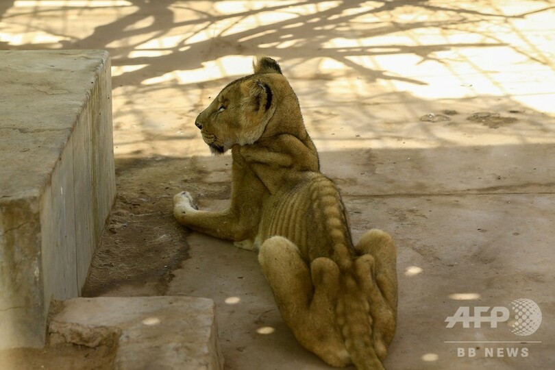 痩せこけた栄養失調のライオンを助けて ネットで呼び掛け スーダン 写真13枚 国際ニュース Afpbb News