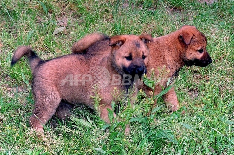 脱北者とともに初の「脱北犬」、韓国報道 脱北者とともに初の「脱北犬」、韓国報道