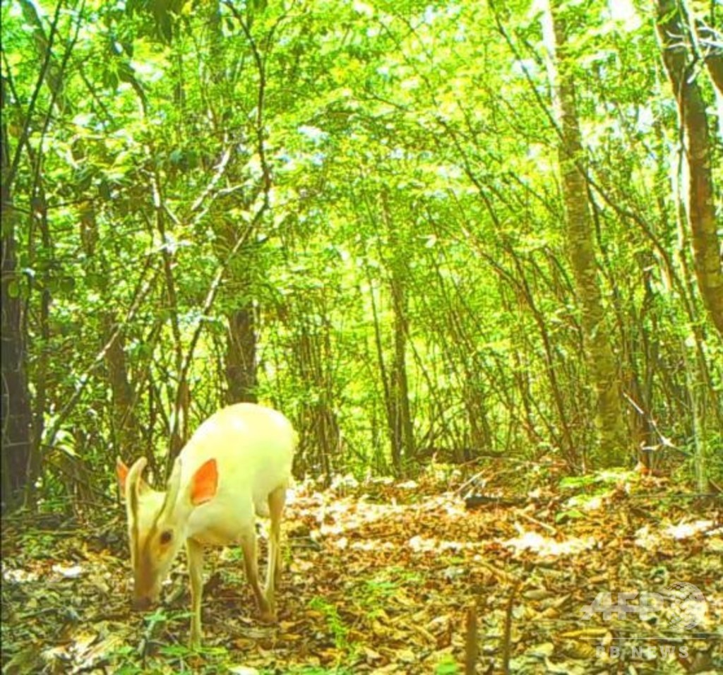 珍しいアルビノのキョンを撮影 中国 神農架 写真3枚 国際ニュース Afpbb News