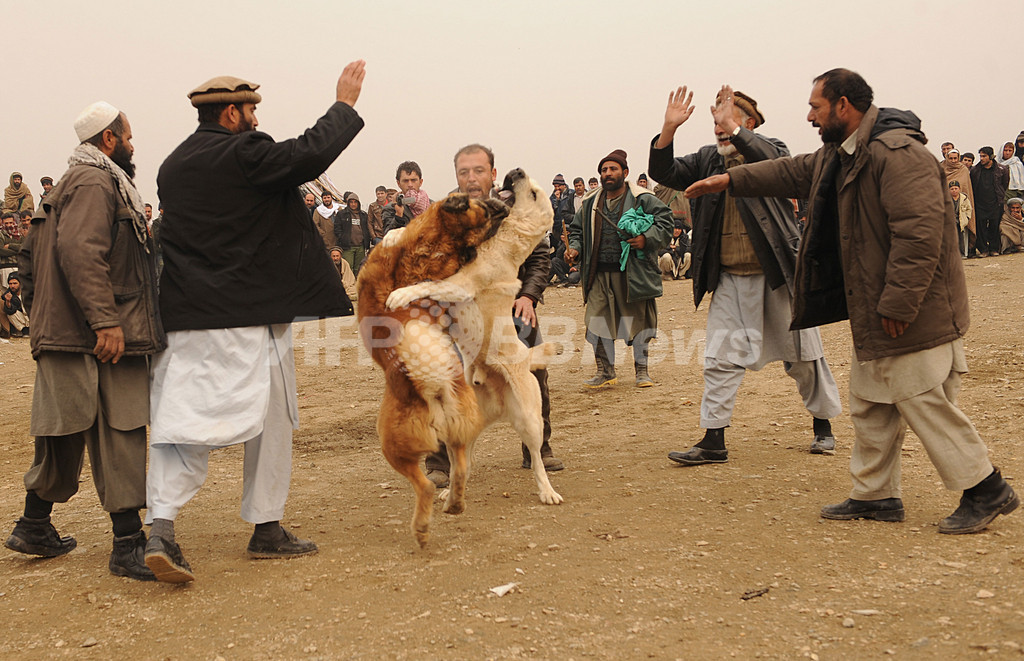 国際ニュース：AFPBB Newsタリバン政権下で違法だった闘犬復活、アフガニスタン