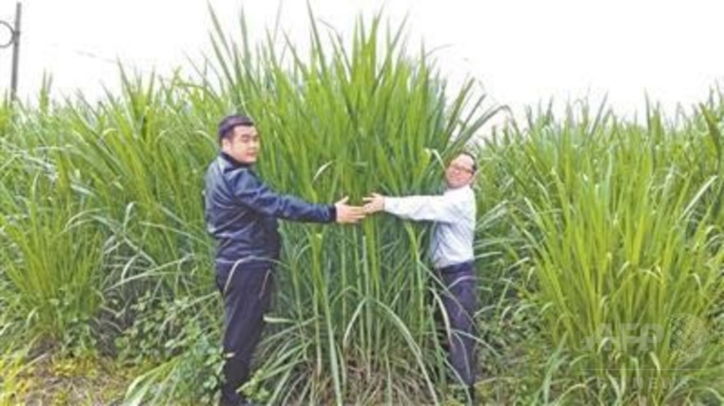 新たな食用植物になるか? 「巨菌草」、中国の研究者が育成 新たな食用植物になるか? 「巨菌草」、中国の研究者が育成