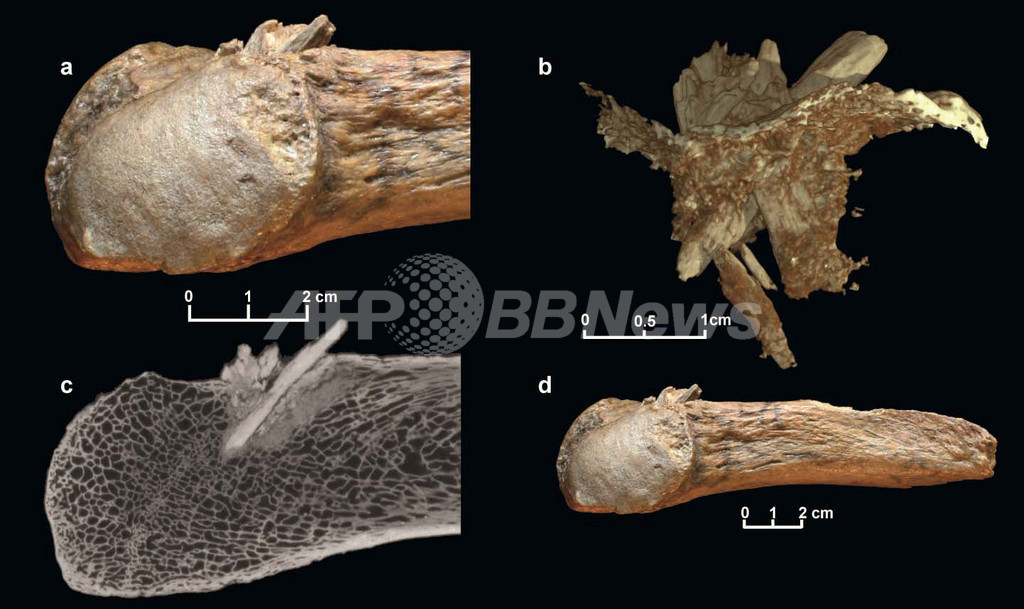 化石にささったやり先、北米最古の人類の存在を証明 化石にささったやり先、北米最古の人類の存在を証明