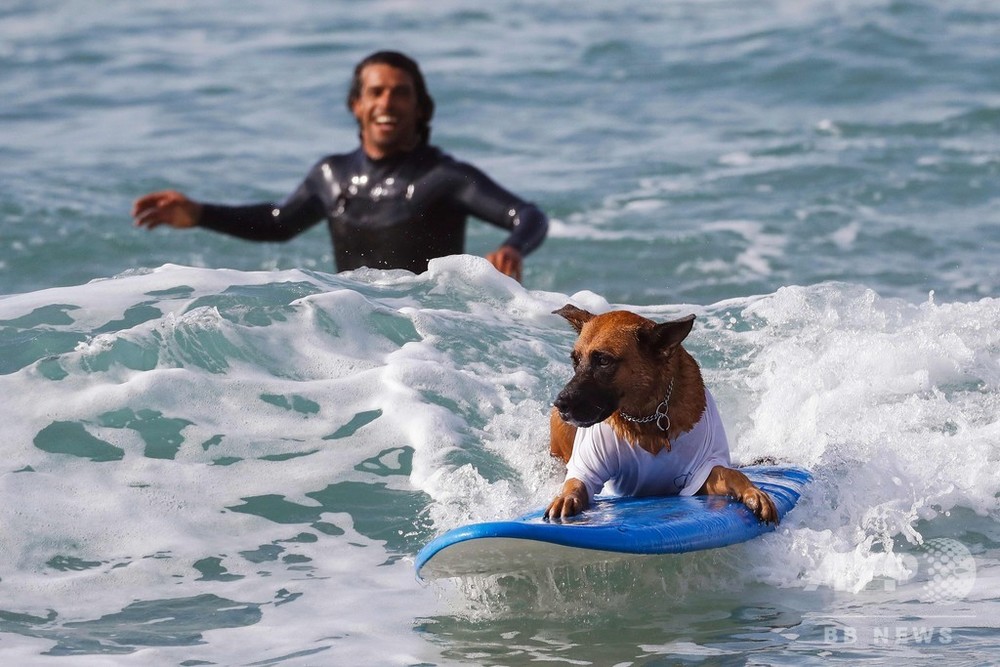 犬だって参加したい サーフィン大会会場でワンちゃんも練習 イスラエル 写真14枚 国際ニュース Afpbb News