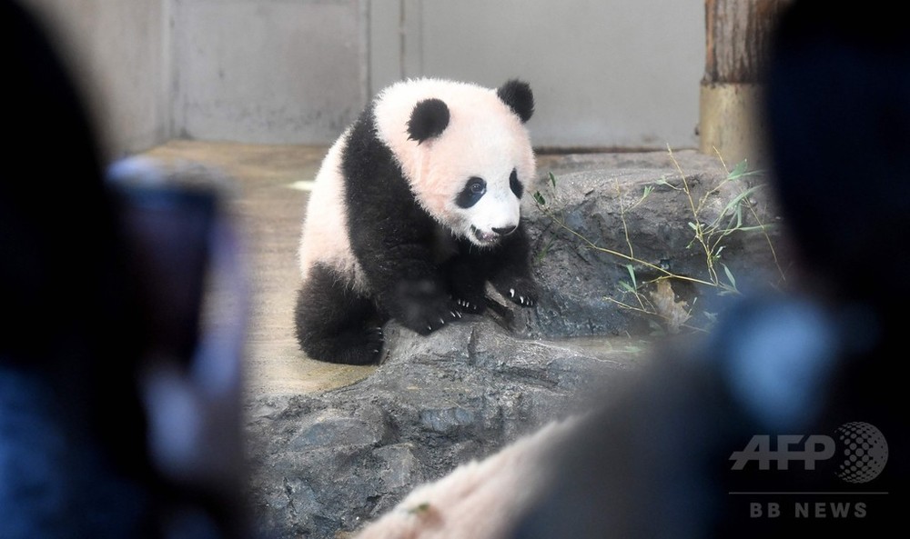 上野動物園「シャンシャン」、一般公開始まる 写真6枚 国際ニュース