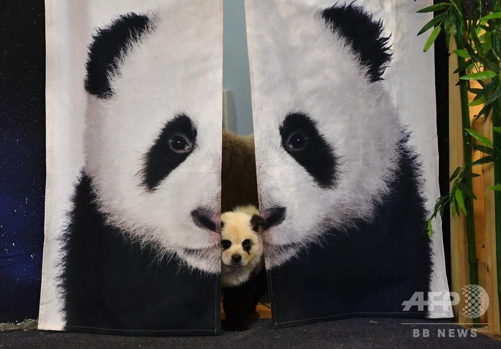 チャウチャウがパンダに大変身 中国 成都 写真4枚 国際ニュース Afpbb News