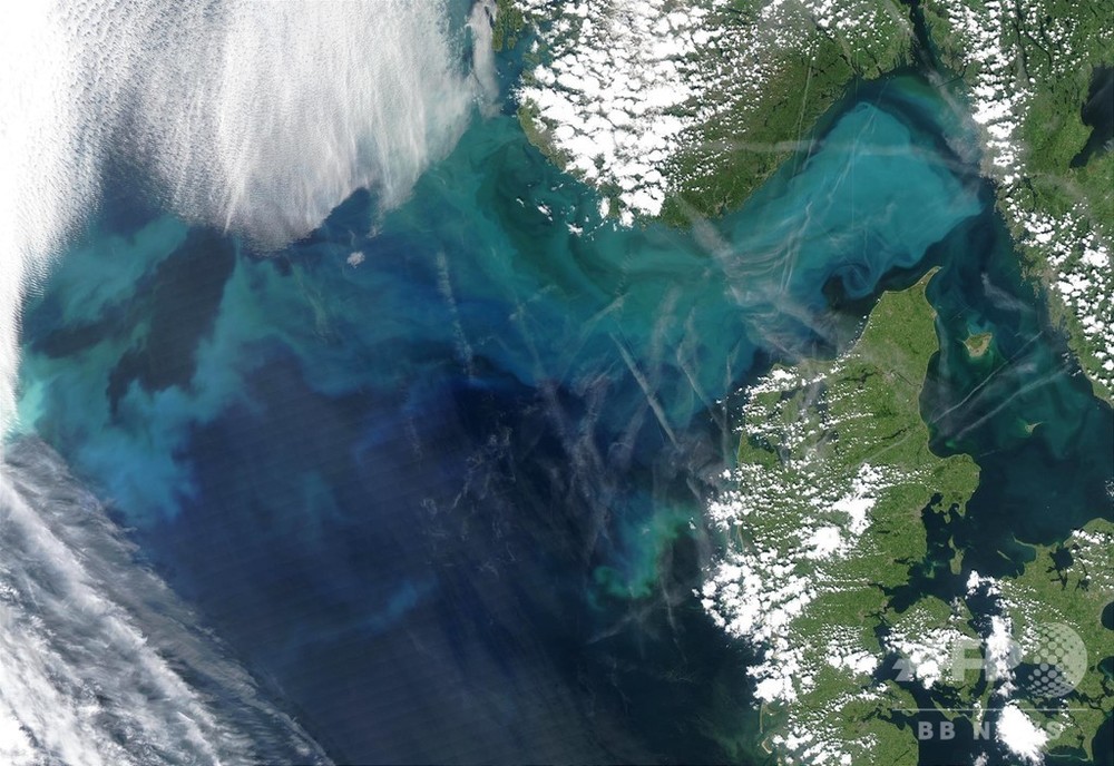低酸素海域 1年で2倍の3300平方キロに デンマーク 写真1枚 国際ニュース Afpbb News