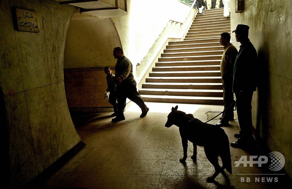 中東で米爆弾探知犬死ぬ例相次ぐ 派遣を一時中止 写真1枚 国際ニュース Afpbb News