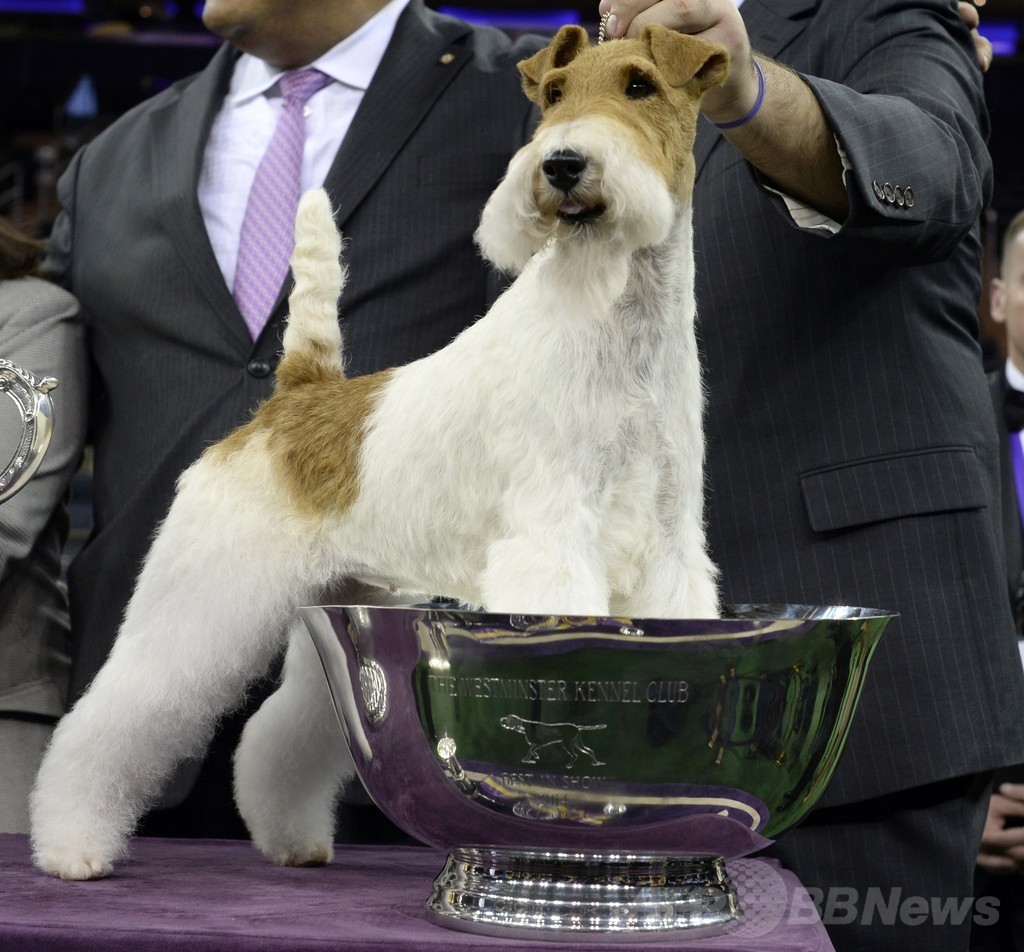 【特集】「美犬」大集合、米ドッグショー写真集