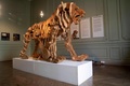 仏パリのイタリア文化会館で展示されている、レオナルド・ダビンチのスケッチ画を基に再現した機械仕掛けのライオン（2019年9月11日撮影）。(c)Thomas SAMSON / AFP