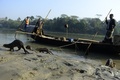 バングラデシュ首都ダッカ（Dhaka）から200キロほど離れたナレイル（Narail）で、100年ほど前から続くカワウソを用いた伝統漁法で魚を取る漁師たち（2014年3月11日撮影）。(c)AFP/Munir uz ZAMAN