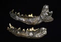 ベネズエラ・カラカス（Caracas）に保管された、同国で発見されたオオカミの顎の骨の化石（2013年8月30日撮影）。(c)AFP/JUAN BARRETO