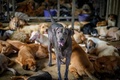 タイ・バンコクの郊外にある野良犬の保護施設に収容された犬（2020年4月6日撮影）。(c)Mladen ANTONOV / AFP