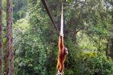 オランウータンの樹冠橋利用を初確認、分断された森つなぐ NGO