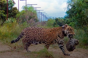 野生のジャガーに赤ちゃん誕生、70年ぶり アルゼンチン国立公園