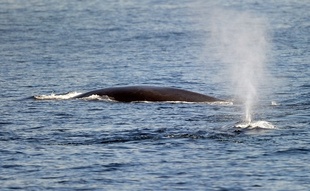 日本、商業捕鯨の対象にナガスクジラ追加 豪が反対「深く失望」