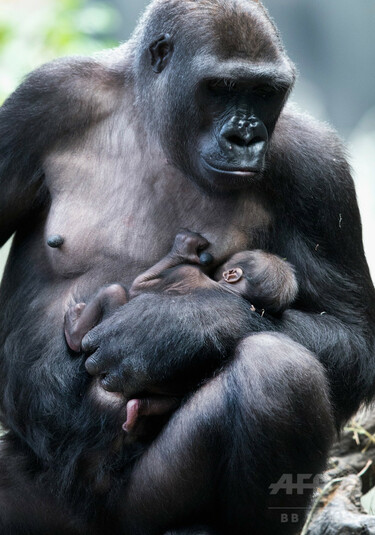 ゴリラ民族ページ 生まれたて！ニシローランドゴリラの赤ちゃん 写真17枚 国際ニュース