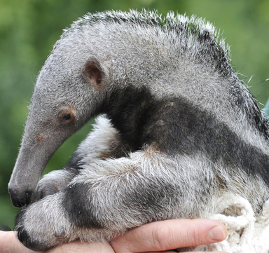 ベルリン動物園のアリクイの赤ちゃん アドルフォ 写真5枚 ファッション ニュースならmode Press Powered By Afpbb News