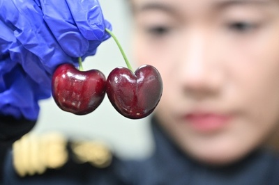 中国市場に輸入チェリー大量入荷 価格が急落