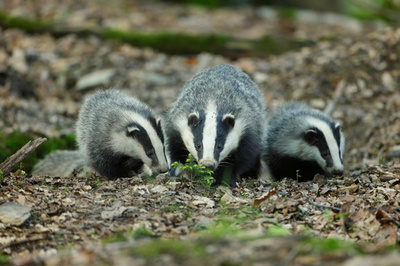 怒れるアナグマ、高級ホテルを「攻撃」 ストックホルム