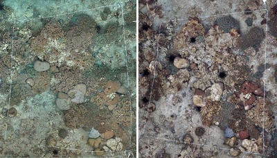 世界最北のサンゴ礁、白化現象を確認 対馬沖