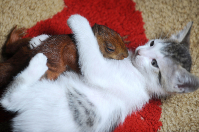 僕たちが遊んであげる、ネコの親子と保護されたリスのワンシーン