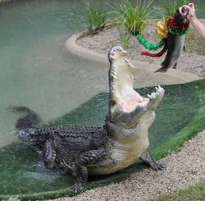 9歳男児ワニに襲われ不明、近隣住民の餌やり遠因か