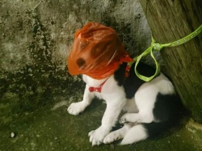 子犬の頭にすっぽりビニール袋、危うく窒息…韓国の路地、虐待犯はだれだ！