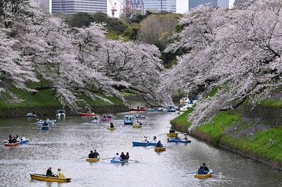 People in Tokyo enjoy cherry blossoms in full bloom
