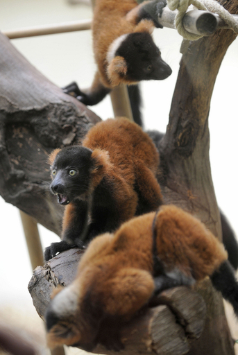 アカエリマキキツネザルの3つ子、独動物園で誕生
