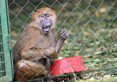 夫婦が娘のために動物園からヒヒ誘拐 マケドニア