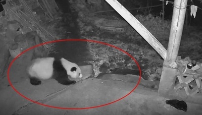 中国四川省 野生ジャイアントパンダが夜に村人の家を「訪問」