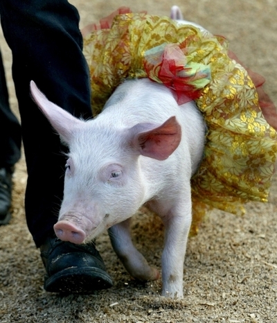 ブタとのキスは恋人とのキスより安全、豪養豚業者が主張