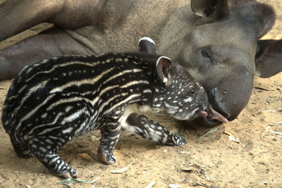 いつもお母さんと一緒、ブラジルバクの赤ちゃん