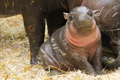 はじめまして、オリバーです スウェーデン動物園