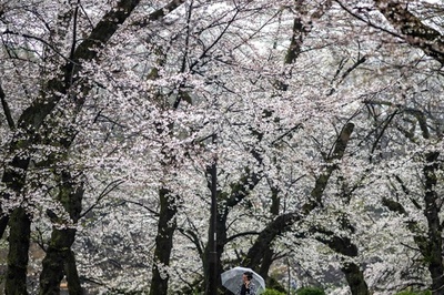 Tokyo crowds revel as cherry blossoms reach full bloom