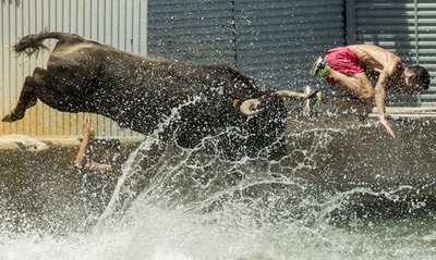 牛の突撃かわしてドボン！スペイン伝統の「海の牛追い祭り」