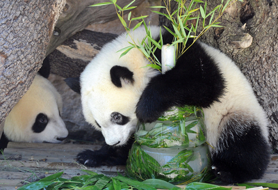 プレゼント見つけた！双子パンダの誕生日