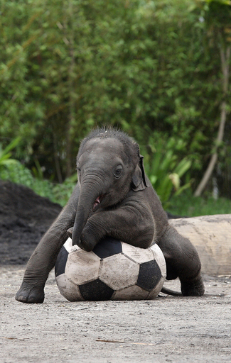赤ちゃんゾウ、趣味はサッカーと水泳 シドニーの動物園