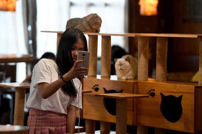 広西チワン族自治区にも猫カフェ