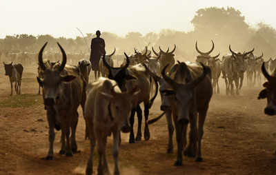 南スーダンで家畜をめぐる部族間襲撃 60人死亡、数十人負傷
