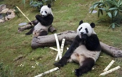 香港の祖国復帰27周年 中央政府が新たにパンダ2頭贈呈