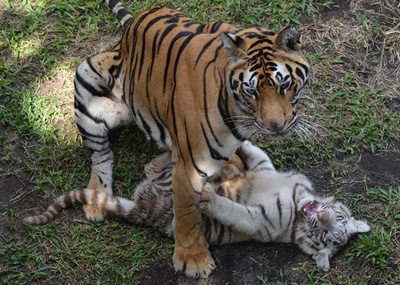 動物園の飼育係、トラに襲われ死亡 スペイン