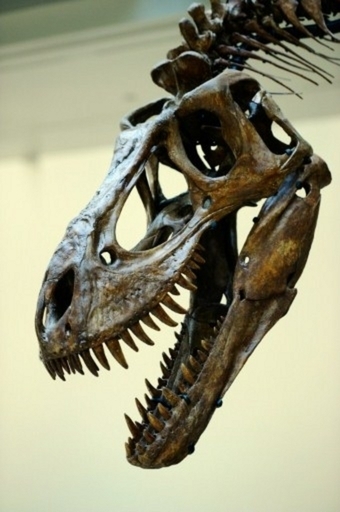 Tレックス、想定より大型で成長も速かった 米英研究チーム