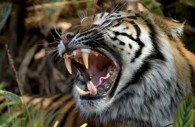 スマトラトラが襲撃、農家の男性1人死亡 前日も観光客が重傷