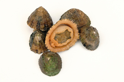 カサガイの歯は「最強の天然物質」 英研究